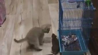 吐槽爆料寒哥的视频大全,笑料百出，真相大白  第2张